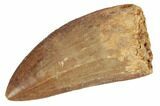 Serrated, Carcharodontosaurus Tooth - Real Dinosaur Tooth #191996-1